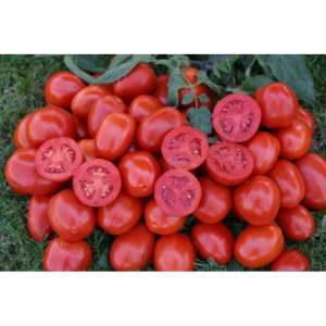 1311 F1 - томат детермінантний, 5 000 насіннин, Lark Seeds (Ларк Сидз), США фото, цiна